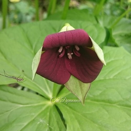 Trillium "Erectum Purple" и вдалеке. ? ?