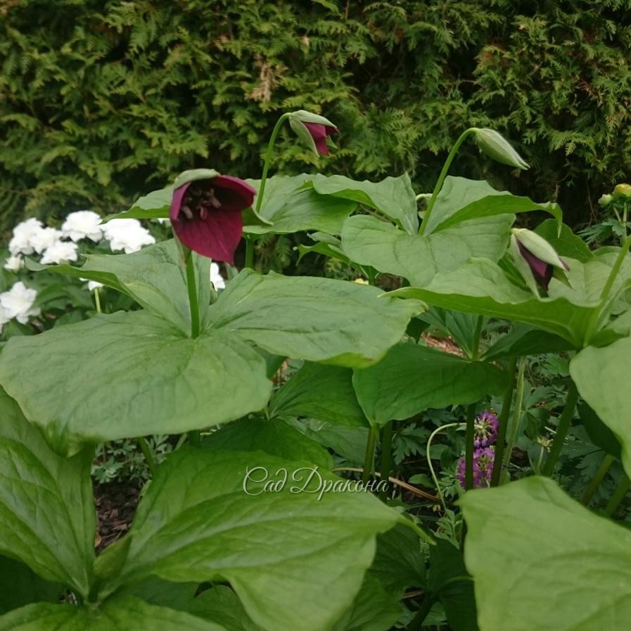 Trillium "Erectum Purple" и вдалеке. ? ?