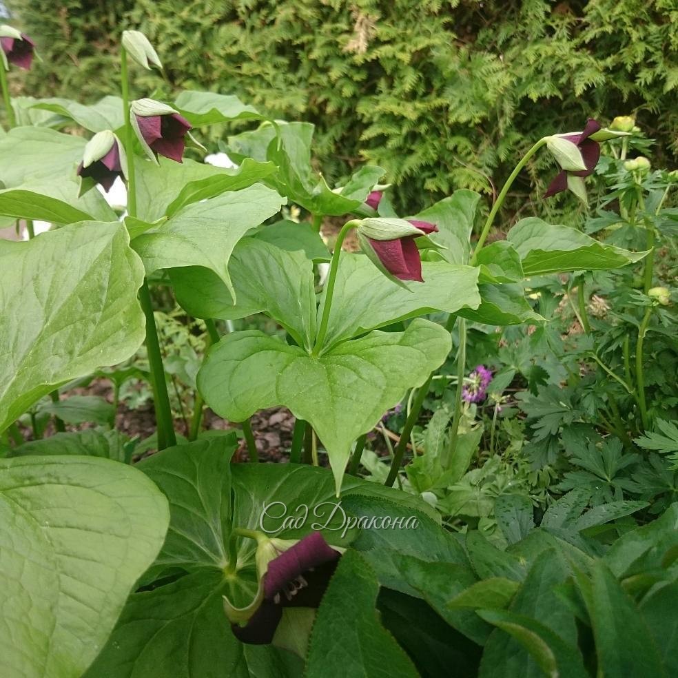 Trillium "Erectum Purple" и вдалеке. ? ?