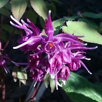 Epimedium grandiflorum "Purple Prince" ?