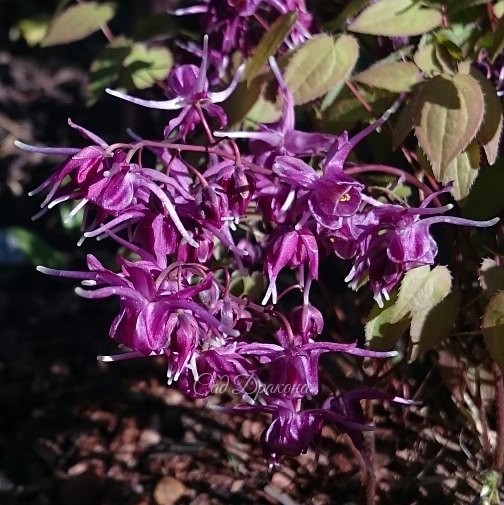 Epimedium grandiflorum "Purple Prince" ?