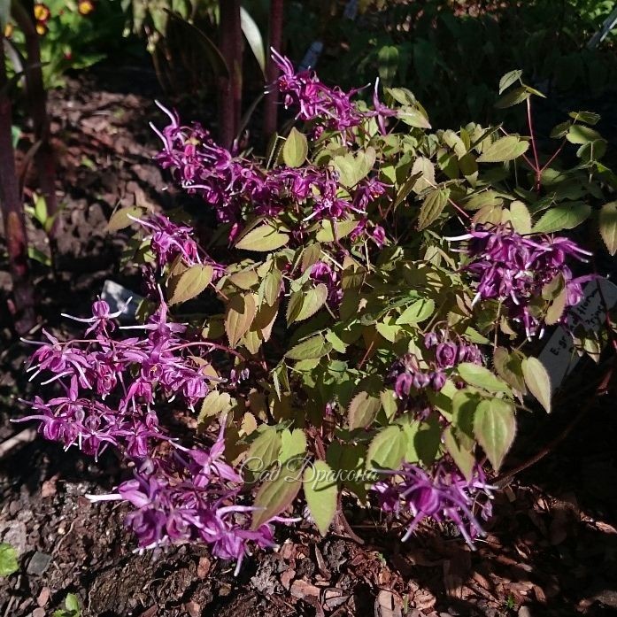 Epimedium grandiflorum "Purple Prince" ?