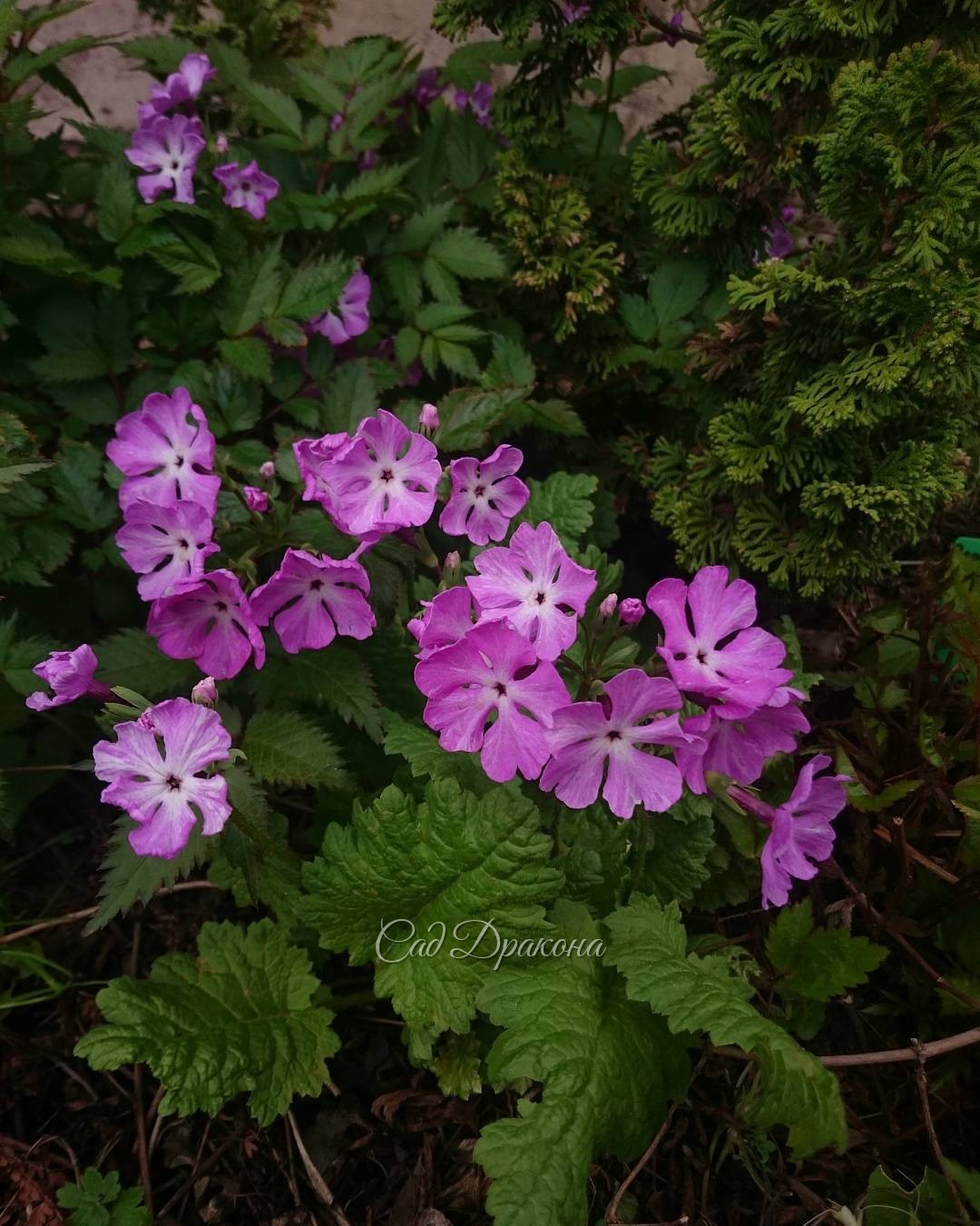 Примула Зибольда, розовый сорт, название... может вспомним ? ?? Primula sieboldii, hibryda. ?