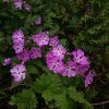 Примула Зибольда, розовый сорт, название... может вспомним 😊 🌱🌸 Primula sieboldii, hibryda. 🌸
