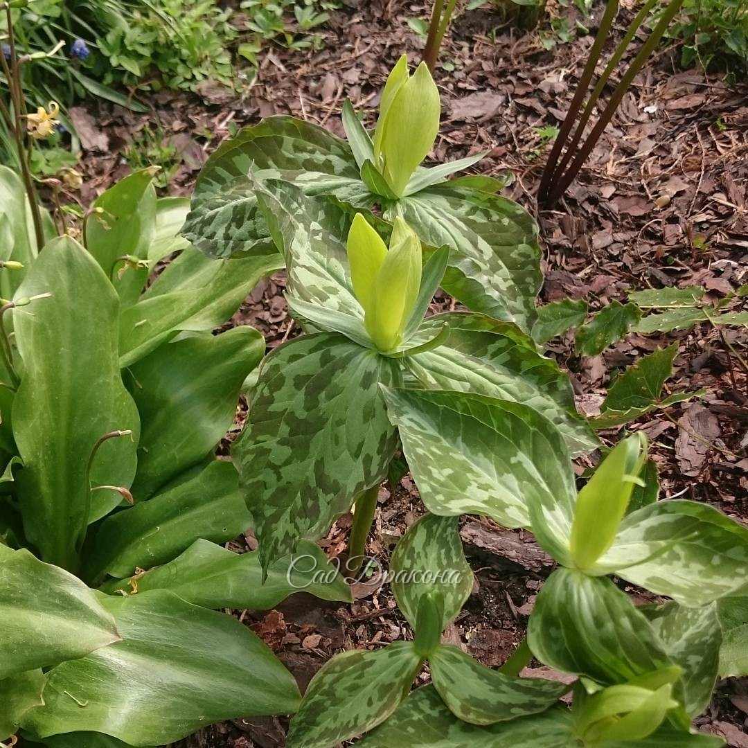 Зацвёл триллиум жёлтый. ??? Trillium luteum.