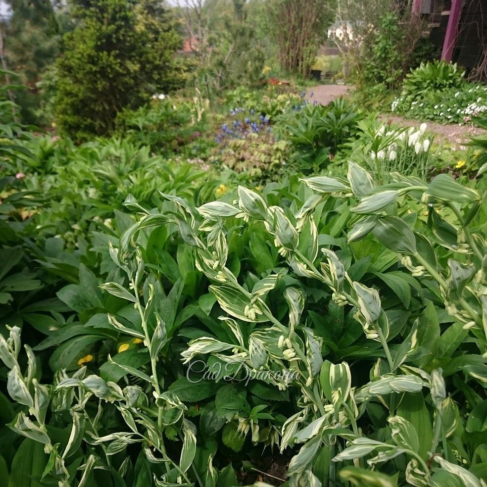 Разворачивается купена с бело-пёстрыми листьями.