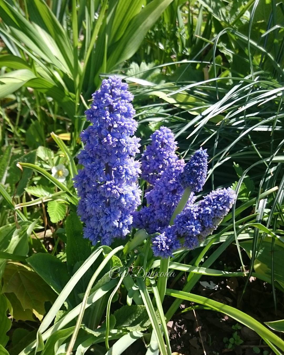 Мускари "Blue Spike" очень "пушистенький" ? ?? Muscari "Blue Spike"