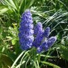 Мускари "Blue Spike" очень "пушистенький" 💜 🌱💜 Muscari "Blue Spike"