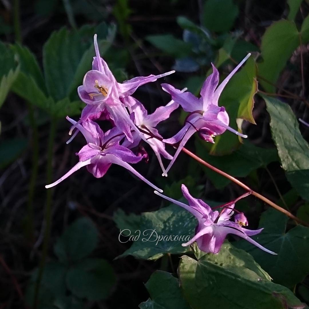 Горянка крупноцветковая "Lilafee" ???Epimedium grandiflorum "Lilafee"