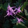 Горянка крупноцветковая "Lilafee" 💜💜💜Epimedium grandiflorum "Lilafee"