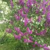 Пост из сада — 30.05.2017