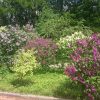 Сирень в Ботаническом саду МГУ. 💜💖💙💚