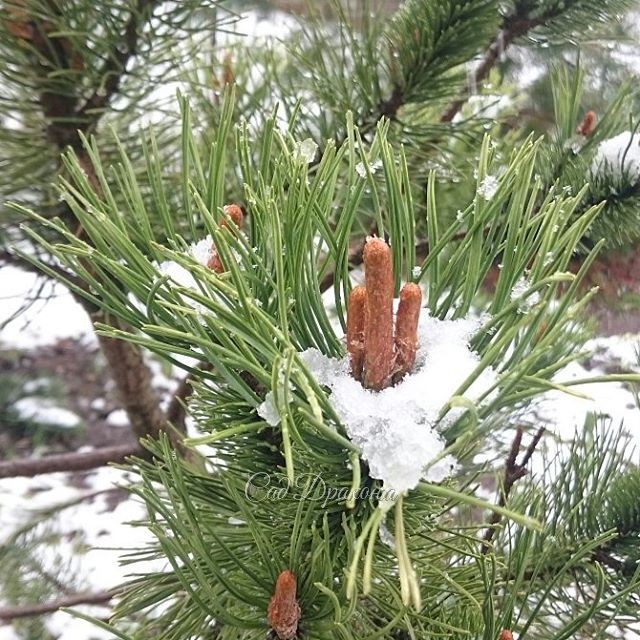 Сосна горная, а на втором фото пихта одноцветная "Aurea". 🌲🌨❄ @ Сад Дракона - частный ботанический сад