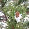 Сосна горная, а на втором фото пихта одноцветная "Aurea". 🌲🌨❄ @ Сад Дракона - частный ботанический сад