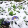 Цветочки в снегу ❄ @ Сад Дракона - частный ботанический сад