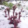 ИТО-гибриды сцепили лапки. ❄ #Пион @ Сад Дракона - частный ботанический сад