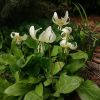 Erytronium "White Beauty" @ Сад Дракона - частный ботанический сад