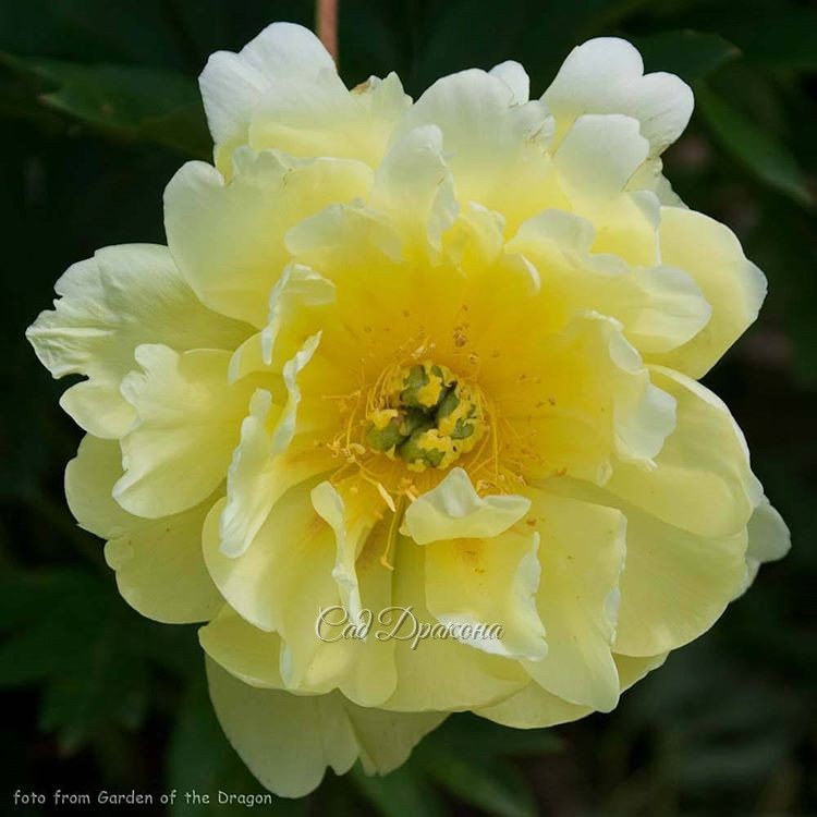"Smith Family Yellow" - самый лимонный, без намёка на красноту, высотой 1 метр!