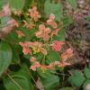 Epimedium "Orange Koningin" @ Сад Дракона - частный ботанический сад