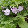 Спряталась под листиком астильбы. 🌸 Примула Зибольда (видовая)