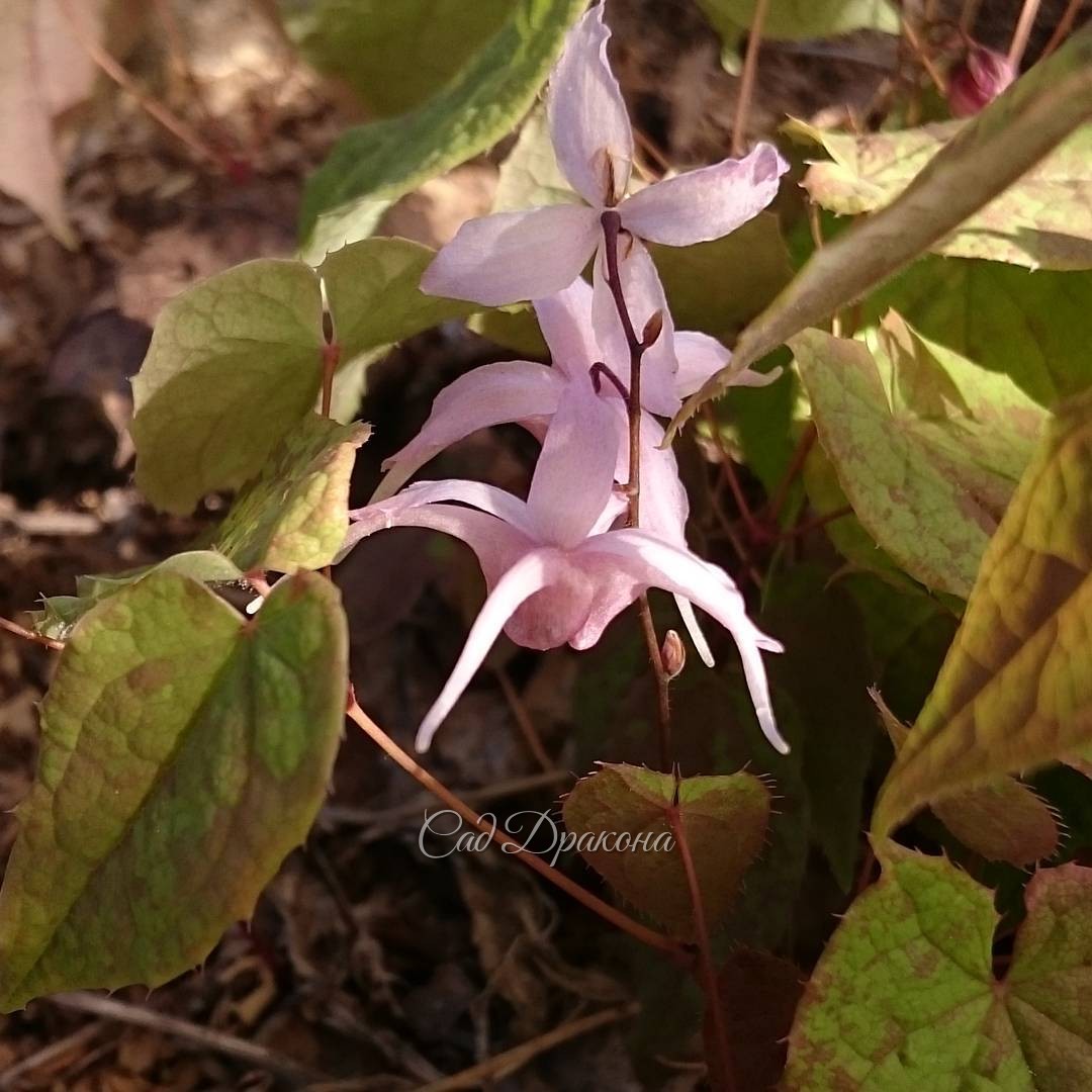 Нежная "японочка" с пятнышками на листьях ? ? ? Epimedium "Togen" (hybrid)