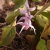 Нежная "японочка" с пятнышками на листьях 🍀 🌼 💛 Epimedium "Togen" (hybrid)
