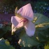 Цветок на самом деле белый, его окрасило заходящее солнце ☀ 😊 Trillium erectum var. Album.