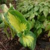 Наши хосты только начинают разворачивать листья. 🌱 Хоста "Great Expectation" и горянка красная с каёмочкой по краю листа. 🍃