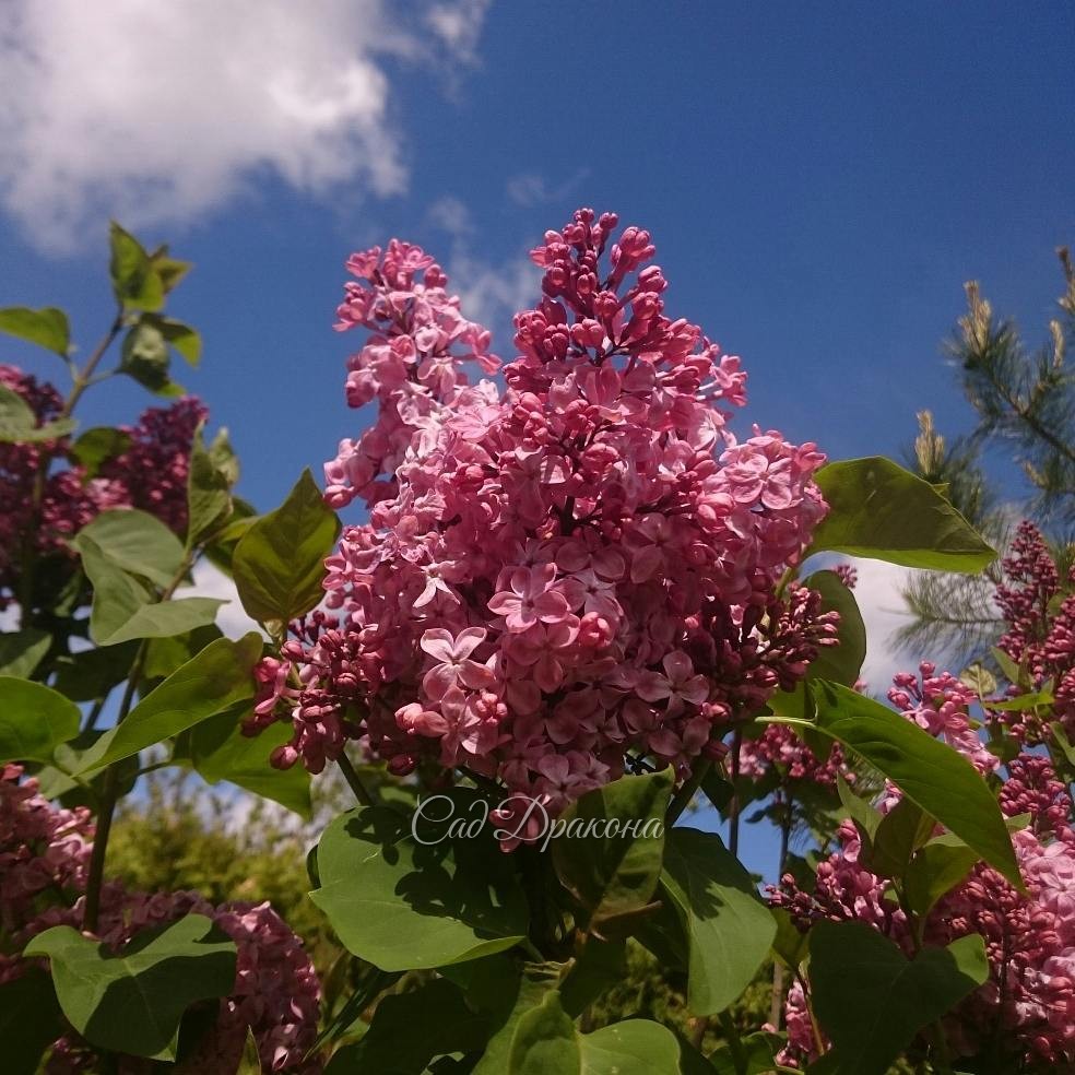 "Мулатка". Цветы в полном роспуске имеют лёгкий оттенок молочного шоколада. ?