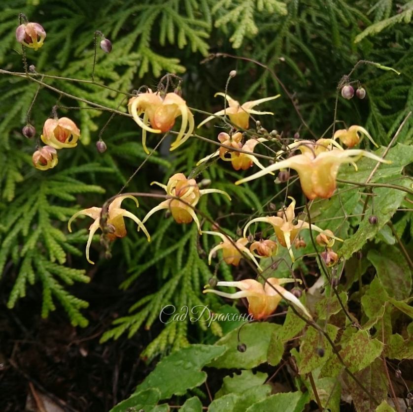 Одна из моих любимиц - горянка гибридная "Amber Queen". Жёлтые с красным румянцем "паучки" её цветочков вздрагивают от малейшего ветерка - очень трудно фотографировать! ?