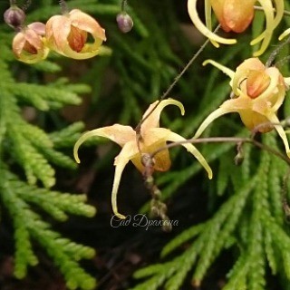Одна из моих любимиц - горянка гибридная "Amber Queen". Жёлтые с красным румянцем "паучки" её цветочков вздрагивают от малейшего ветерка - очень трудно фотографировать! ?