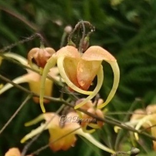 Одна из моих любимиц - горянка гибридная "Amber Queen". Жёлтые с красным румянцем "паучки" её цветочков вздрагивают от малейшего ветерка - очень трудно фотографировать! ?