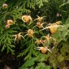 Одна из моих любимиц - горянка гибридная "Amber Queen". Жёлтые с красным румянцем "паучки" её цветочков вздрагивают от малейшего ветерка - очень трудно фотографировать! 🍃