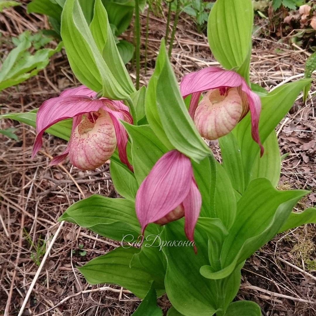 Зацветает ещё один гибридный башмачок. ? ?? Cypripedium x hybrida.