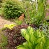 Котики отлично выглядят на фоне любых растений! 🐈🌱💛 Да, и у нас 1001 подписчик !!! 🎉 Спасибо всем, кто нас смотрит, кому интересен наш сад, наши растения, коты, и мы сами 😄😀🐱🌱🌸 Добро пожаловать! Впереди лето, и тепло, и блаженство, и цветы 💐