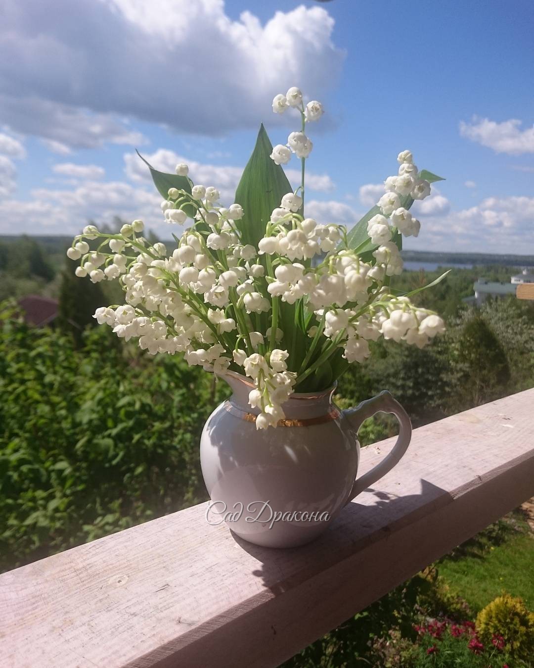 Пост из сада — 08.06.2017