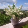 Пост из сада — 08.06.2017