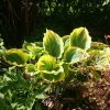 "Liberty" в утреннем солнце ☀ 🌱.