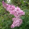 Сирень "Генерал Першинг" из сиреневой стала розовой. 🌸😊