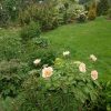 Зацвёл наш весенний пион "Le Printemps". Ровно на две недели позже 😀🌱💮