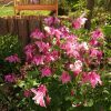 Жизнь в розовом цвете. 🌸😊 Посеялась откуда-то милая аквилегия. 💟