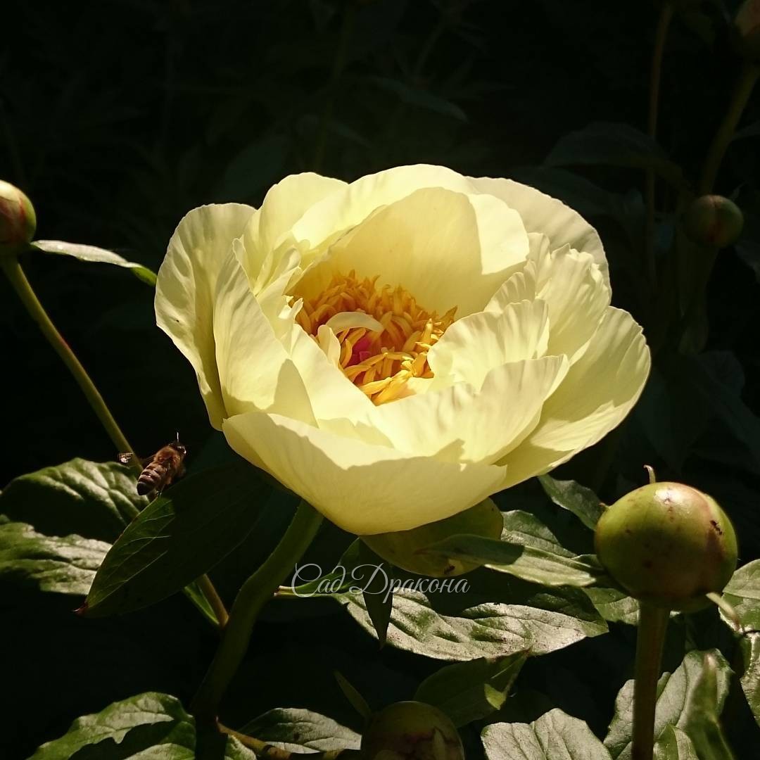 "Lemon Chiffon" расцвёл сегодня утром.