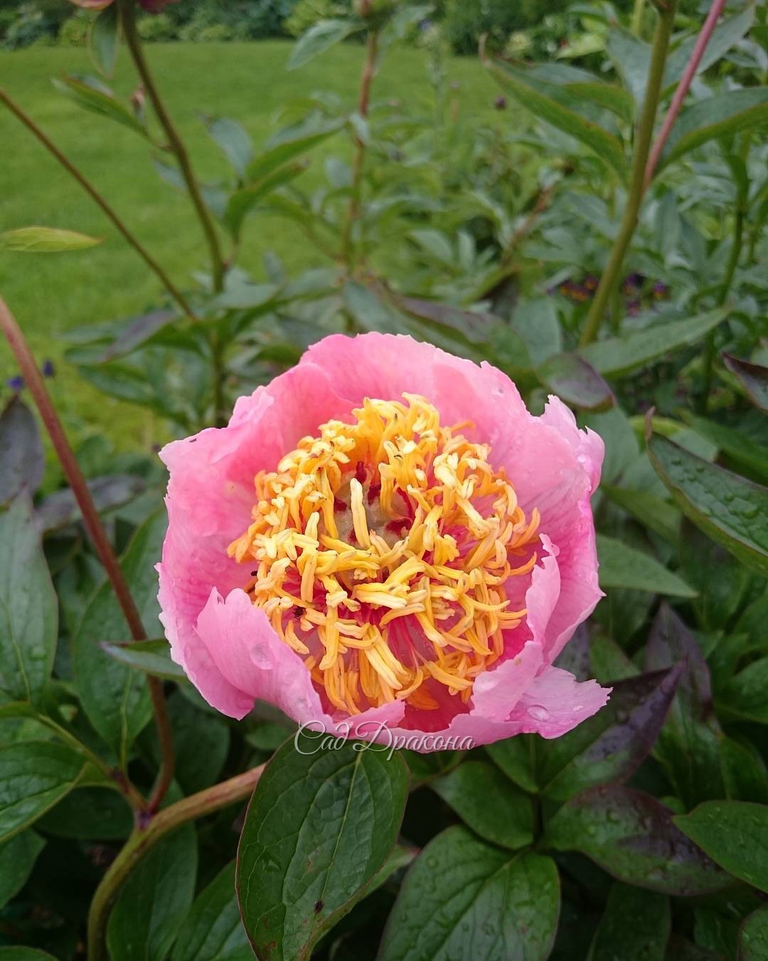 "Rose Noble". У него удивительно тёмная часть листа и малиновые пятна в основании лепестков. ?