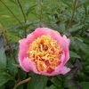 "Rose Noble". У него удивительно тёмная часть листа и малиновые пятна в основании лепестков. 🌿