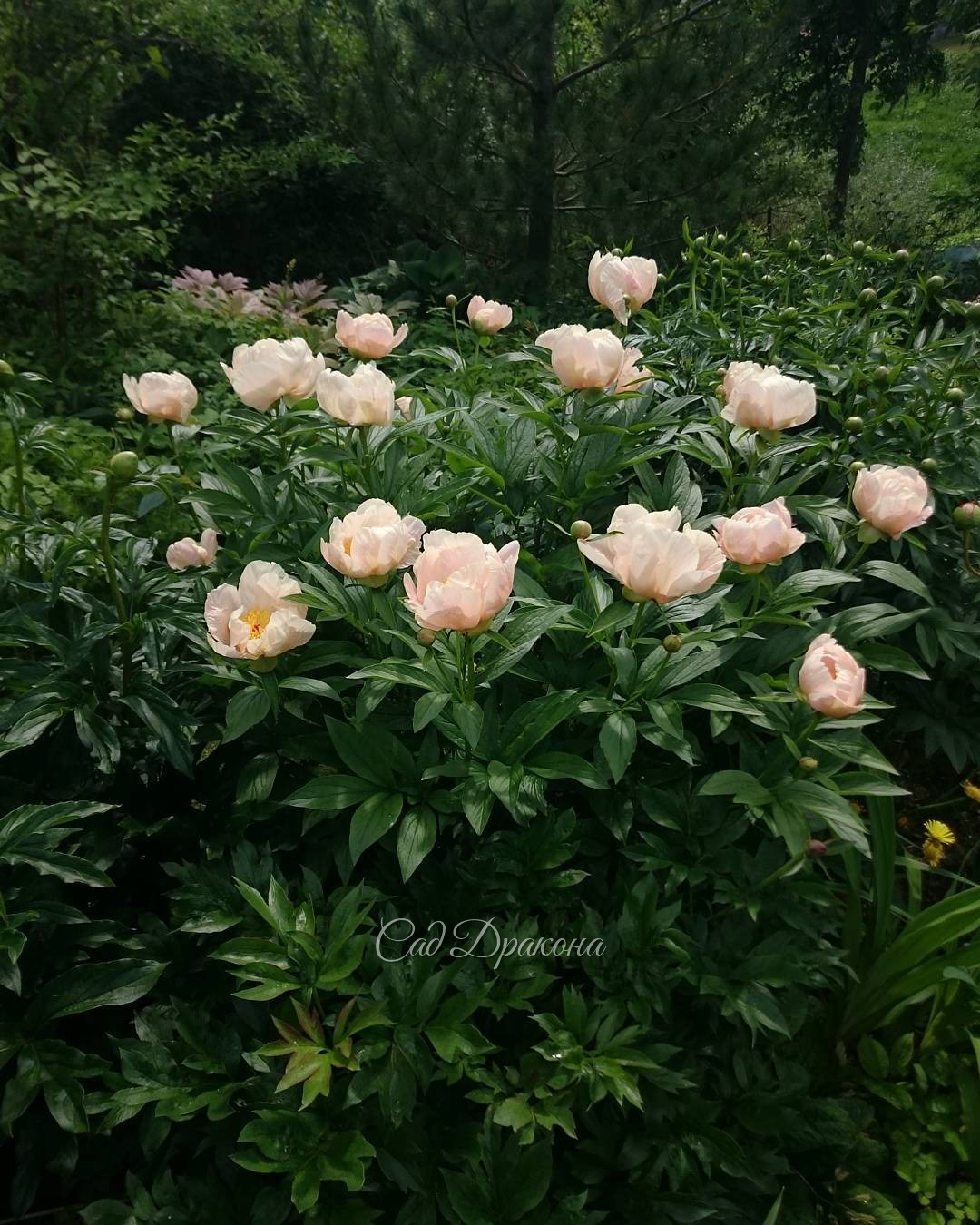 Нежный абрикосовый поцелуй ? "Soft Apricot Kisses"