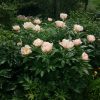 Нежный абрикосовый поцелуй 😘 "Soft Apricot Kisses"