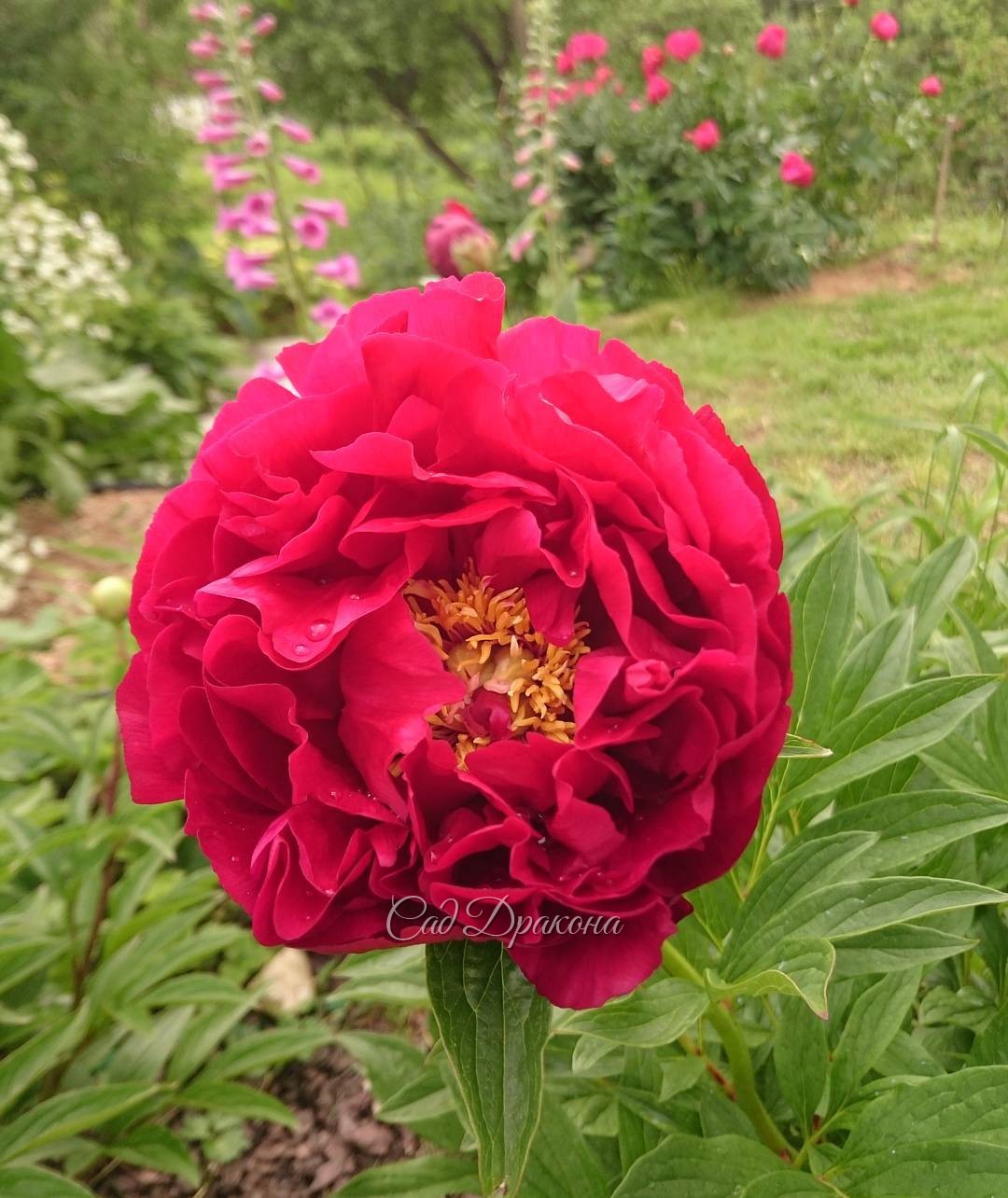 Один из любимых сортов - красотка "Ann Zaller" ??? Peony "Ann Zaller"