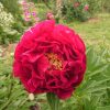 Один из любимых сортов - красотка "Ann Zaller" 💖🌸💖 Peony "Ann Zaller"