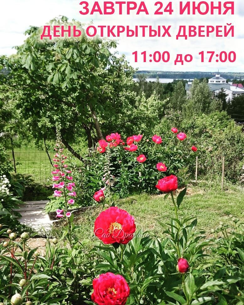 Приглашаем полюбоваться ранними и самыми прекрасными пионами.