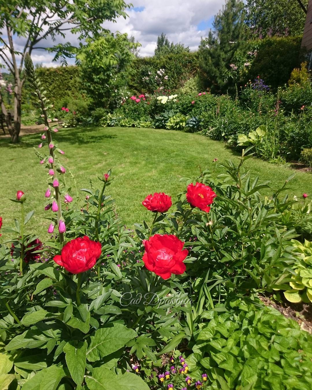 На переднем плане "Red Red Rose" (Saunders 1942г.) ?